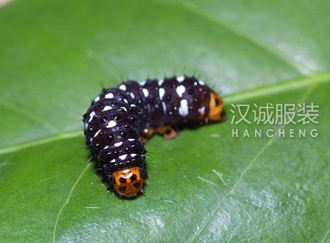 秋季户外旅行的防虫妙招